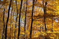 Autumn in the forest